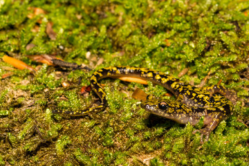 Obraz na płótnie Canvas Green Salamander (Aneides aeneus)