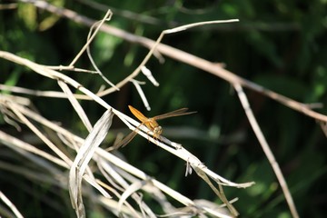 huge brown dragonfly from diagonally above