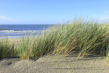 Dünen und Nordsee bei Ouddorp
