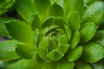 Macro of the succulent. Meaty juicy green succulent petals