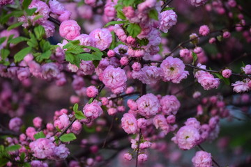 pink flowers in garden