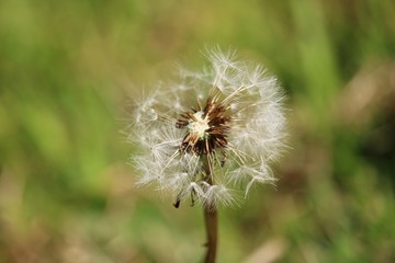 dandelion on background of green grass has lost seeds