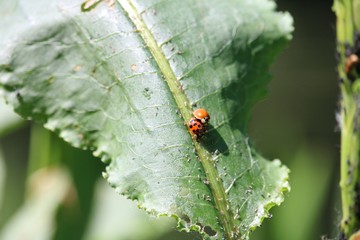 Ladybug couple mating from above
