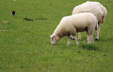 Schafe auf dem Deich