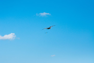 seagull flying in the blue sky