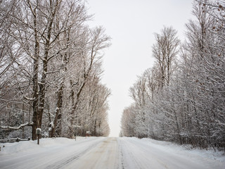 A path lined with snow-covered trees.