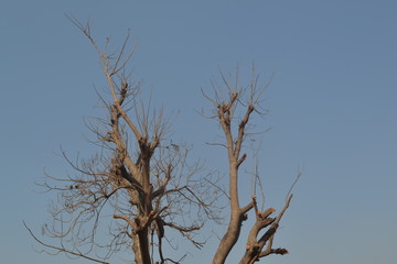 dead tree and blue sky