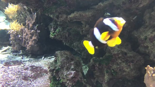 Korallen mit Fischarten aus dem Indischen Ozean bei den Mavediven