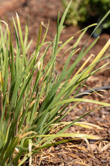 Fresh Chives in the Garden