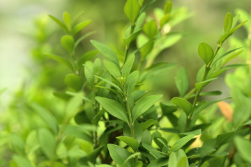 green leaves background