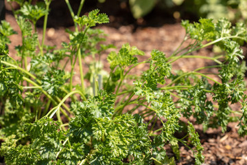Fresh Parsley