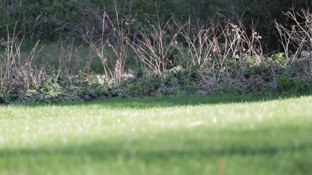 American Robin Bird Walking Through Green Grass Meadow In Park