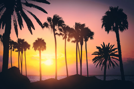 Beautiful backlit palms background