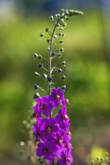 Beautiful purple field flower. Verbascum phoeniceum