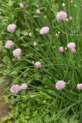 Pink flowers Schnitt - Onion Állium schoenoprásum in the garden on a green blurred background