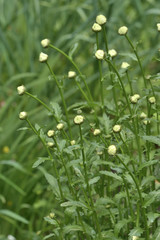 Obraz premium Closeup of white flowers of Matricaria Chamomile in the garden on a blurred green background