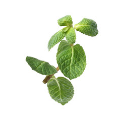 Twig of fresh mint isolated on white