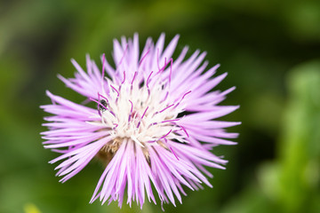 Macro of a Psephellus hypoleucus
