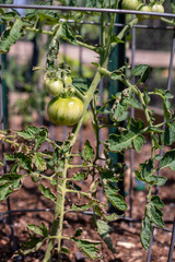 Fresh Green Tomato in the Garden