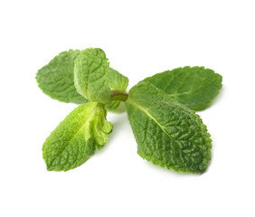 Twig of fresh mint isolated on white