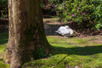 Dalmatian Pelican in Dendrariy Park, Sochi
