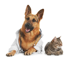 German shepherd with stethoscope dressed as veterinarian doc and cat on white background