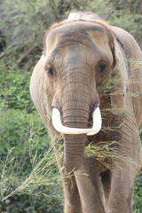 Portrait d'éléphant d'Afrique - 271096797