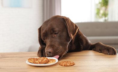 Chocolate labrador retriever eating cookies at table indoors
