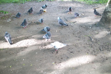 A flock of urban pigeons on earth