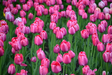 Fototapeta premium pink tulips in the garden