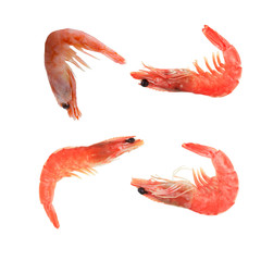 set of shrimps isolated on white background