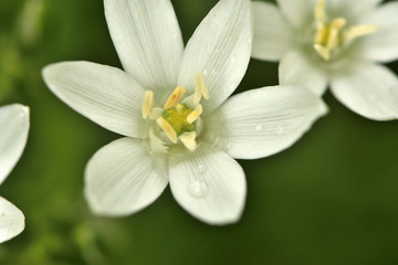 white flowers of a perennial Ornithogalum plant on a background of green grass in the garden