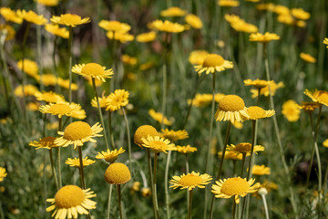 Yellow Daisies in the Garden