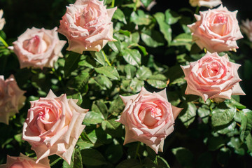 夜の薔薇