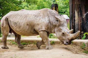 Fototapeta premium Rhinoceros in a Zoo