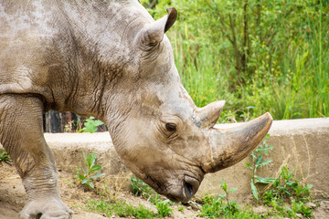 Obraz premium Rhinoceros in a Zoo