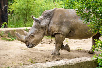 Rhinoceros in a Zoo