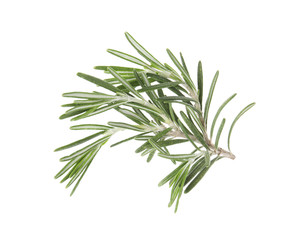 Fresh green rosemary twig on white background