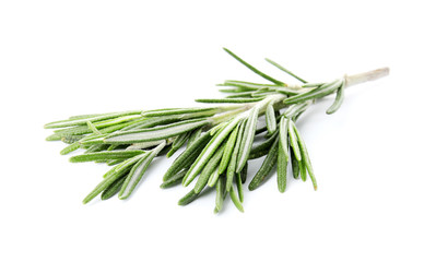 Fototapeta premium Fresh green rosemary twig on white background