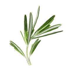 Fresh green rosemary leaves on white background