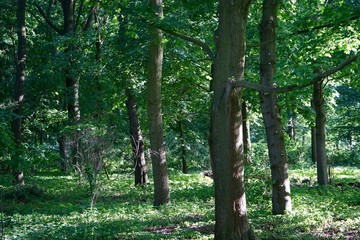 Bäume bei Sonnenschein im Tiergarten (Berlin)