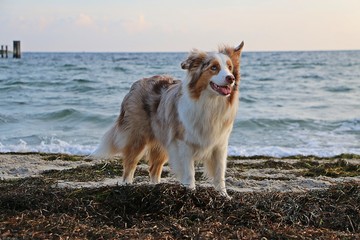 beautiful australian shepherd is standing at the beach early in the morning