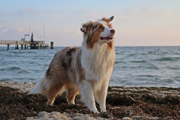 beautiful australian shepherd is standing at the beach early in the morning