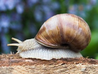 big slug on a peace of wood