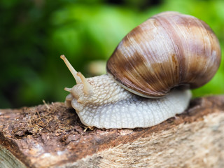 big slug on a peace of wood