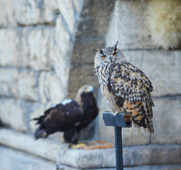 Beautiful owl sitting on a pole on the background of masonry.