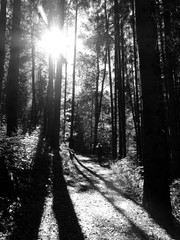 Lange Schatten im Wald durch volle Sonne in Schwarz-Weiß