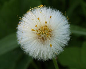 Seedhead or blowball of Coltsfoot (Tussilago farfara). Close-up view with blurred green background