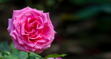 Close Up Shot Of A Pink Rose With Copy Space On Right Side