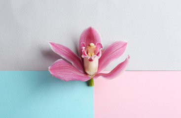 Beautiful tropical orchid flower on color background, top view